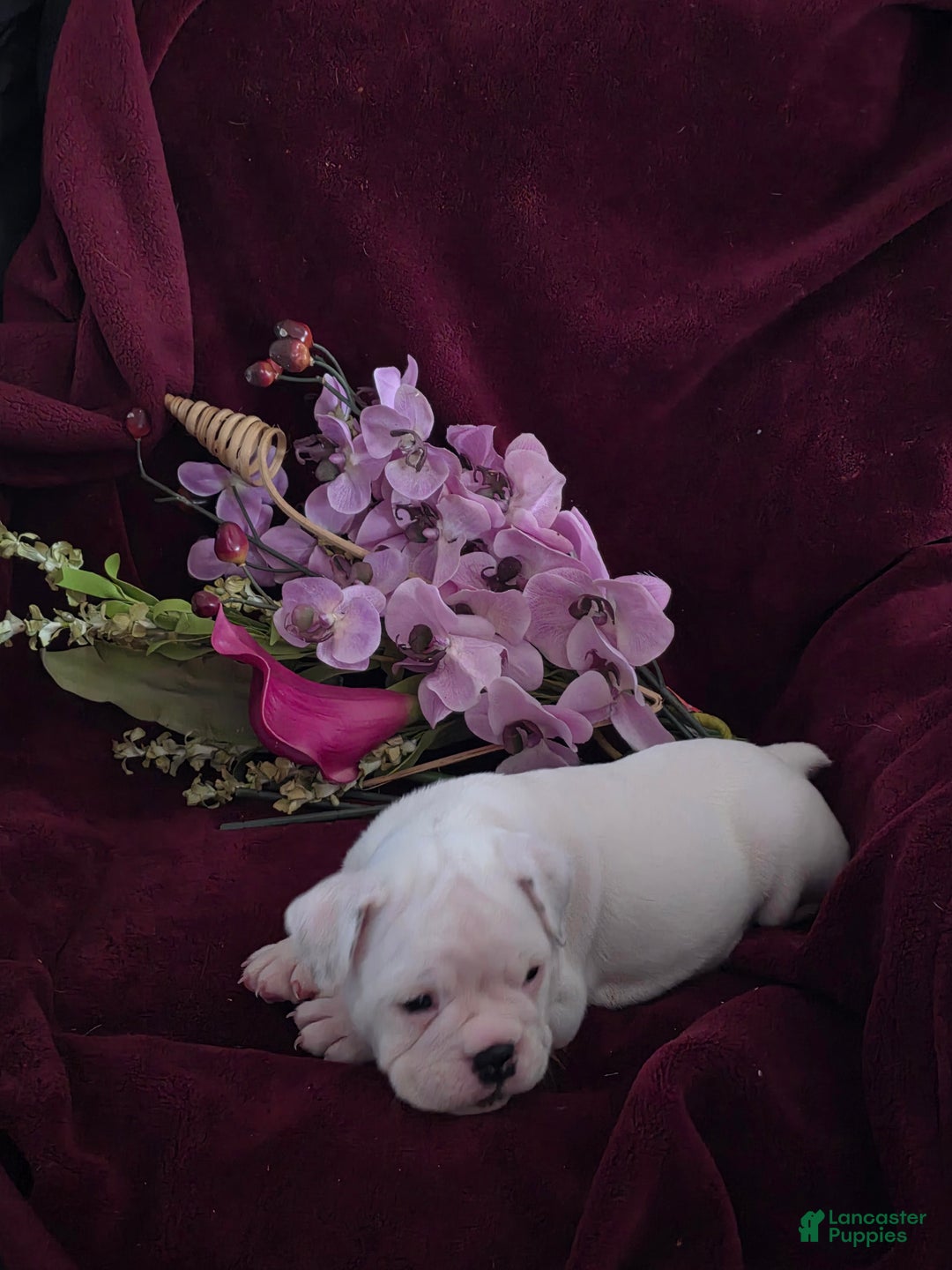English Bulldog dogs for sale: English Bulldog Puppy 3 - Ad 1