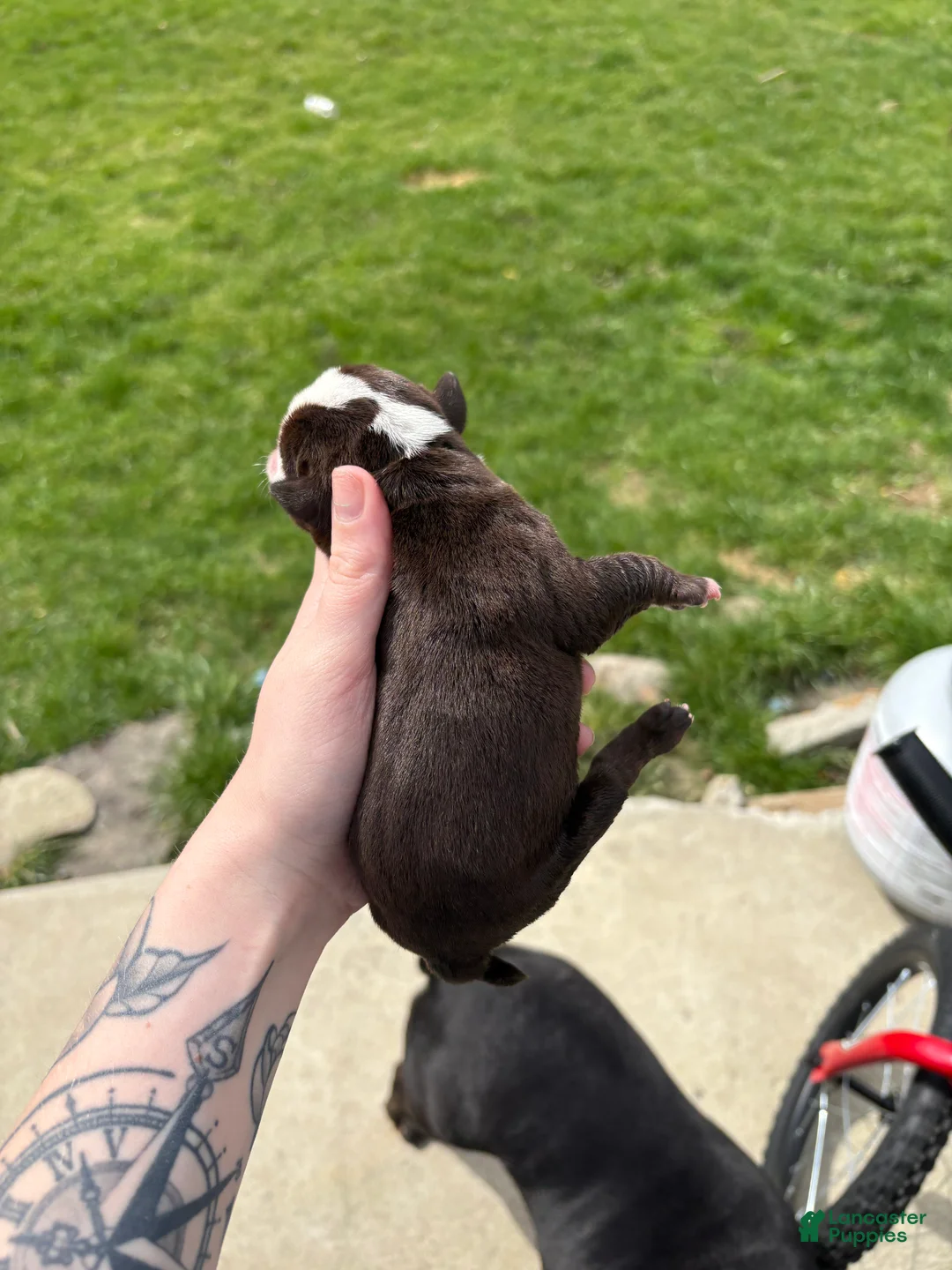 Olde English Bulldogge dogs for sale: Olde English Bulldogge Puppy 5 - Ad 1