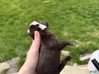 Olde English Bulldogge dogs Olde English Bulldogge Puppy 5 - Ad 28