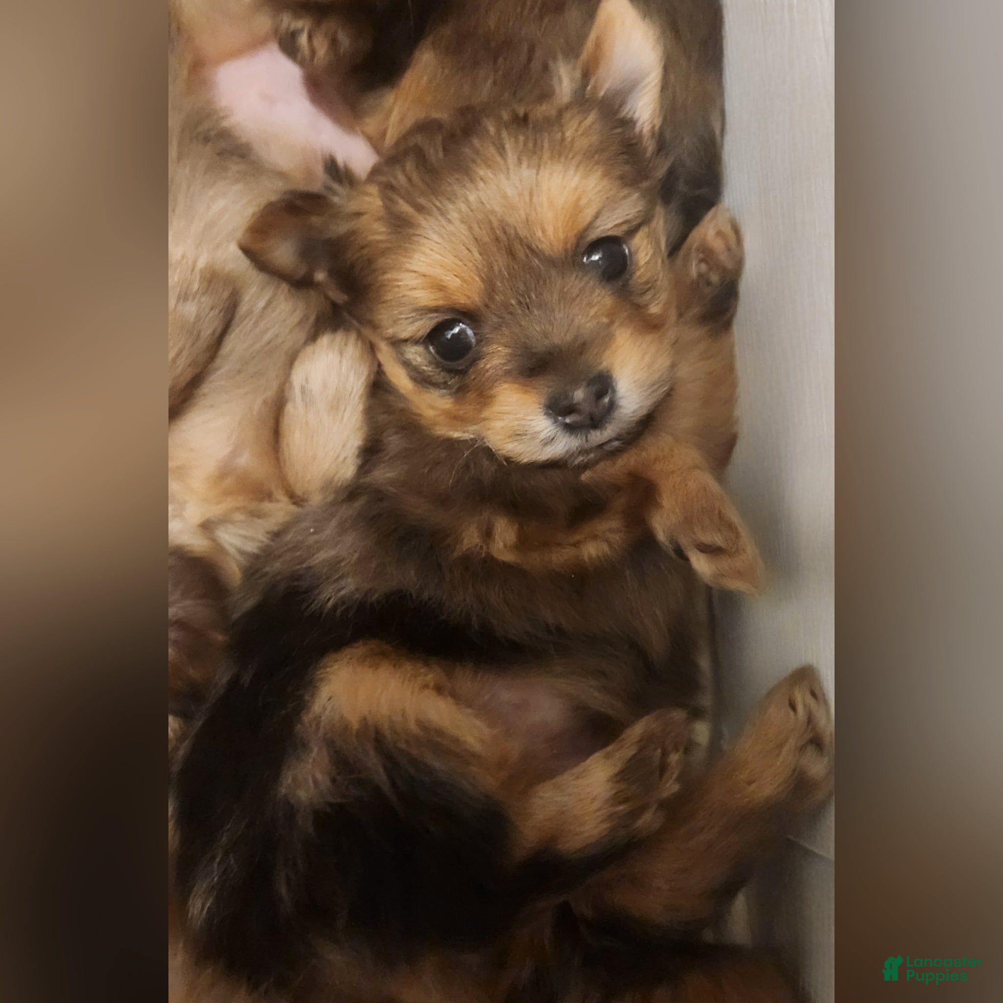 Mixed Breed dogs Bow - Ad 5