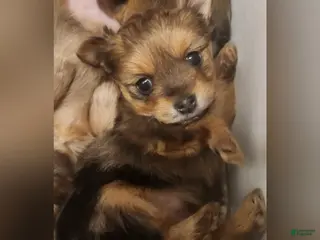 Mixed Breed dogs Bow - Ad 5