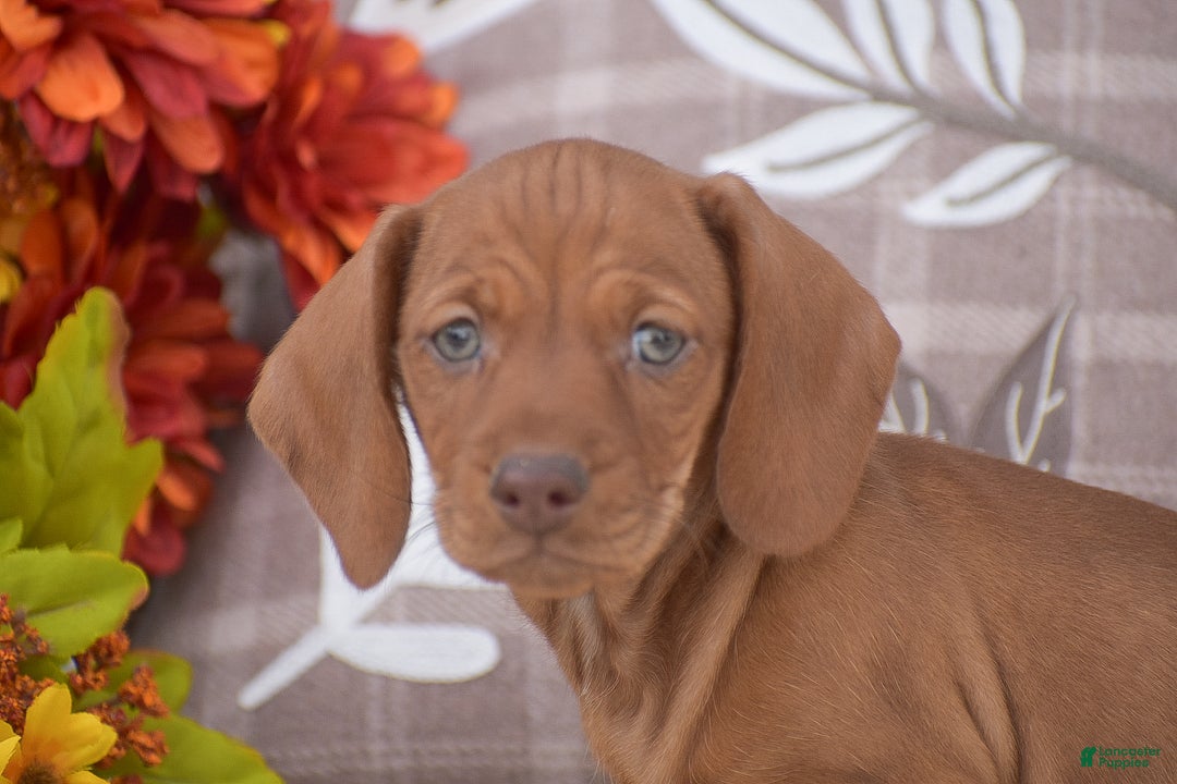 Miniature Dachshund dogs for sale: Flippy  - Ad 4