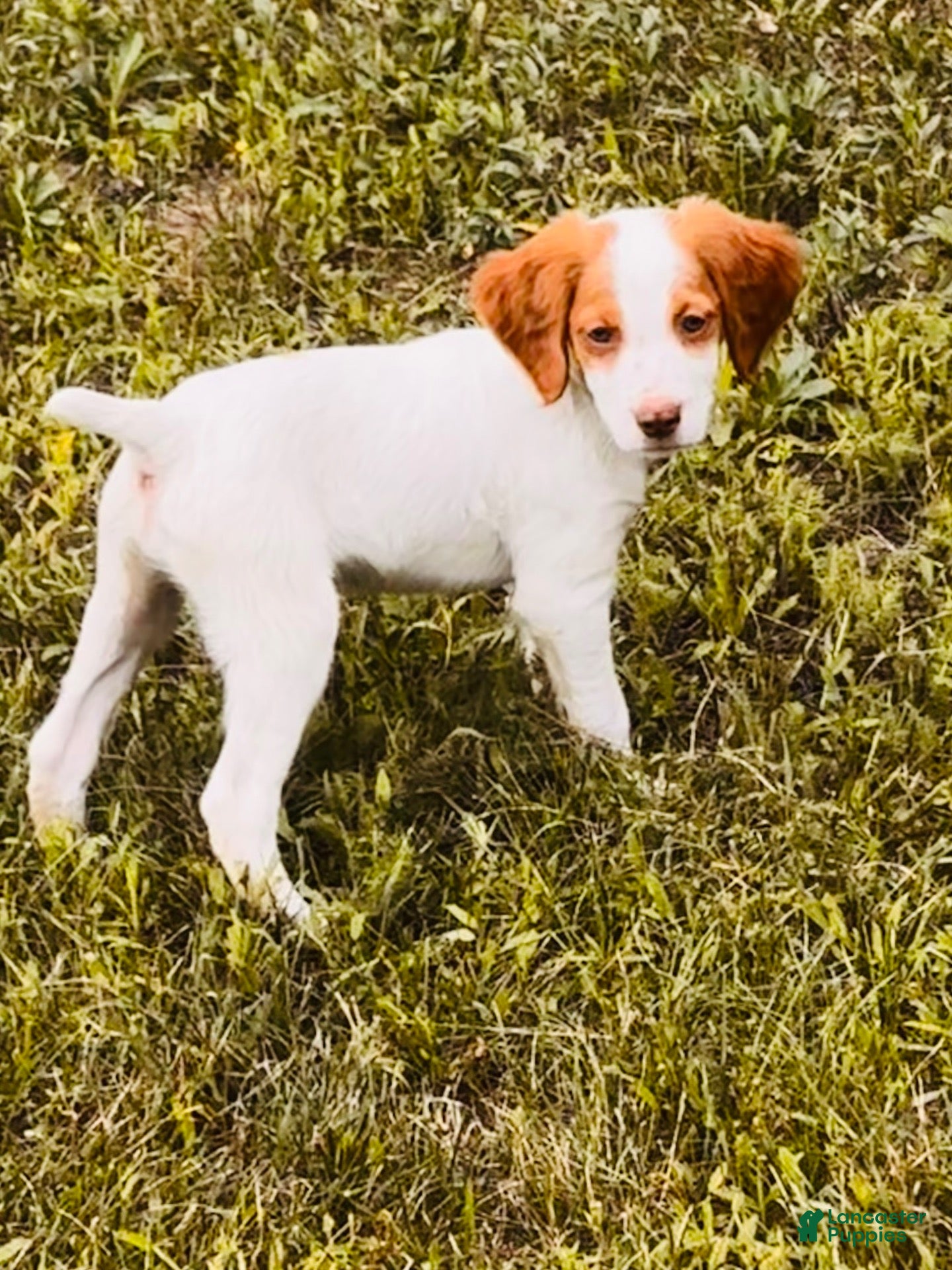 Brittany Spaniel dogs Brittany Spaniel 2 - Ad 4