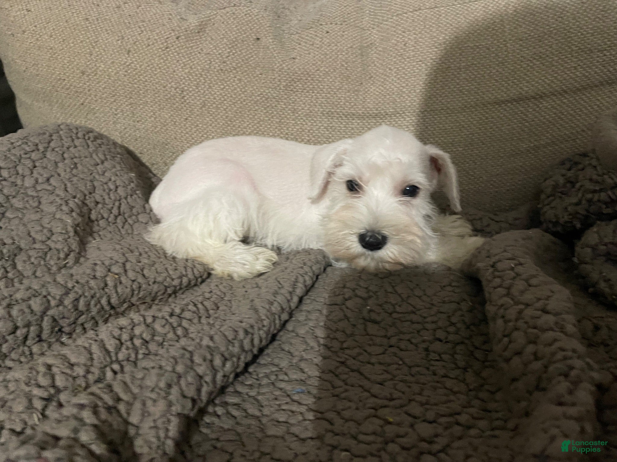 Miniature Schnauzer dogs Miniature Schnauzer 1 - Ad 10
