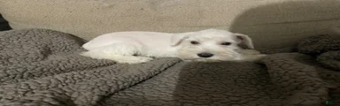 Miniature Schnauzer 1