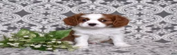 Cavalier King Charles Spaniel dogs for sale: Copper  - Ad 8