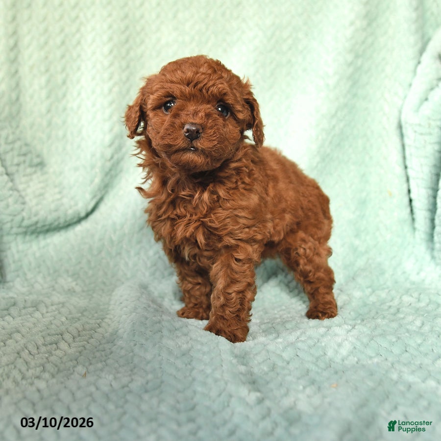 Toy Poodle dogs Nellie - Ad 1