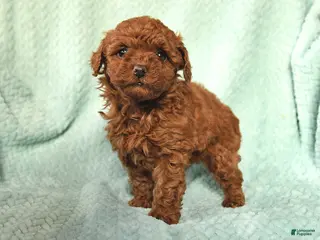 Toy Poodle dogs for sale: Nellie - Ad 4