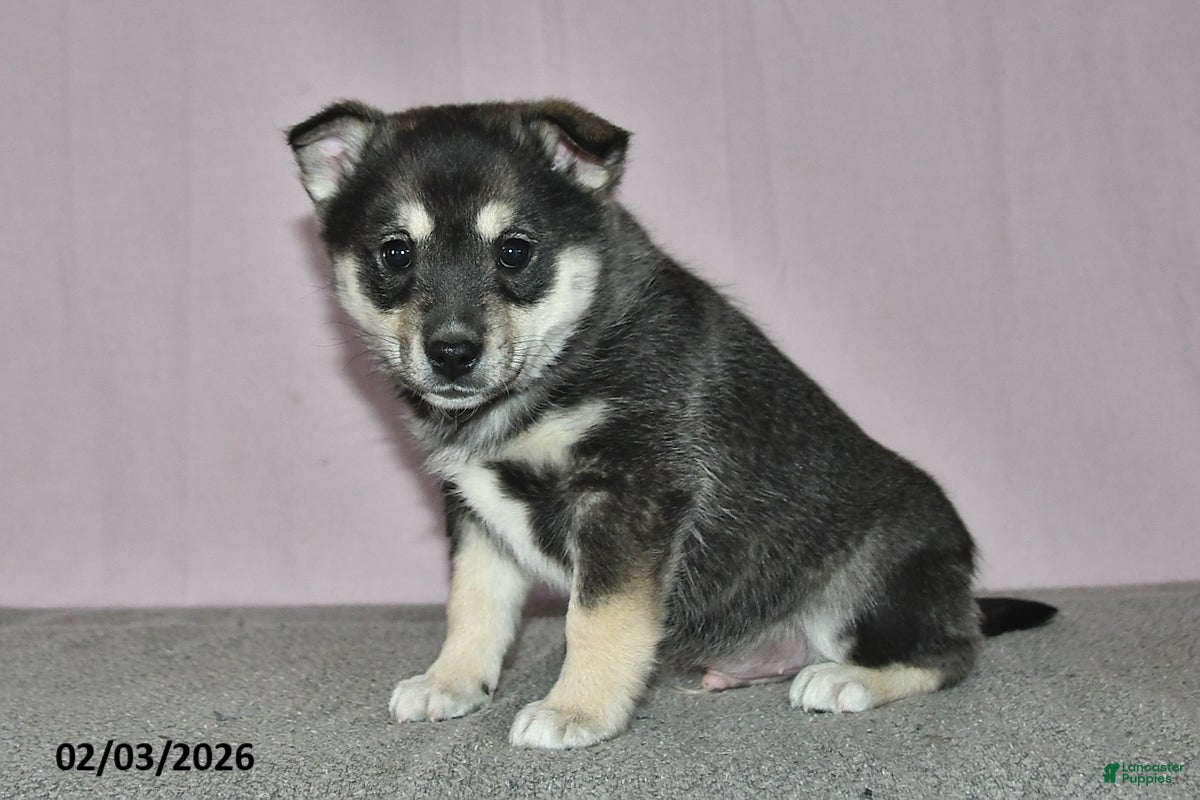 Mixed Breed dogs Diamond - Ad 2