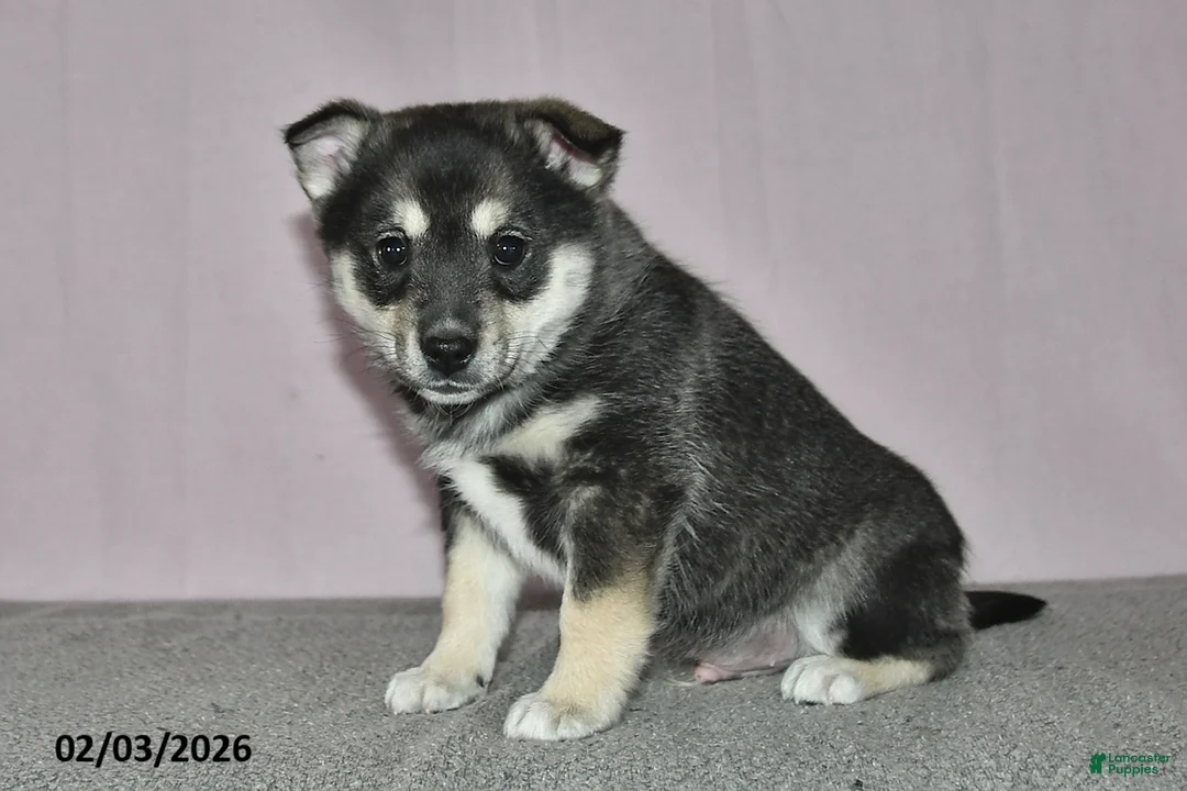 Mixed Breed dogs for sale: Diamond - Ad 2
