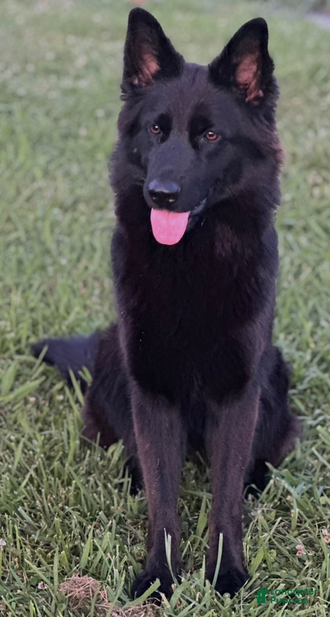 German Shepherd dogs Purple - Ad 2