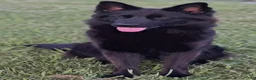 German Shepherd dogs for sale: German Shepherd Puppy 1 - Ad 4