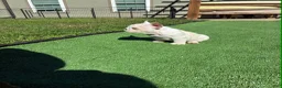 French Bulldog dogs for sale: Casper - Ad 2