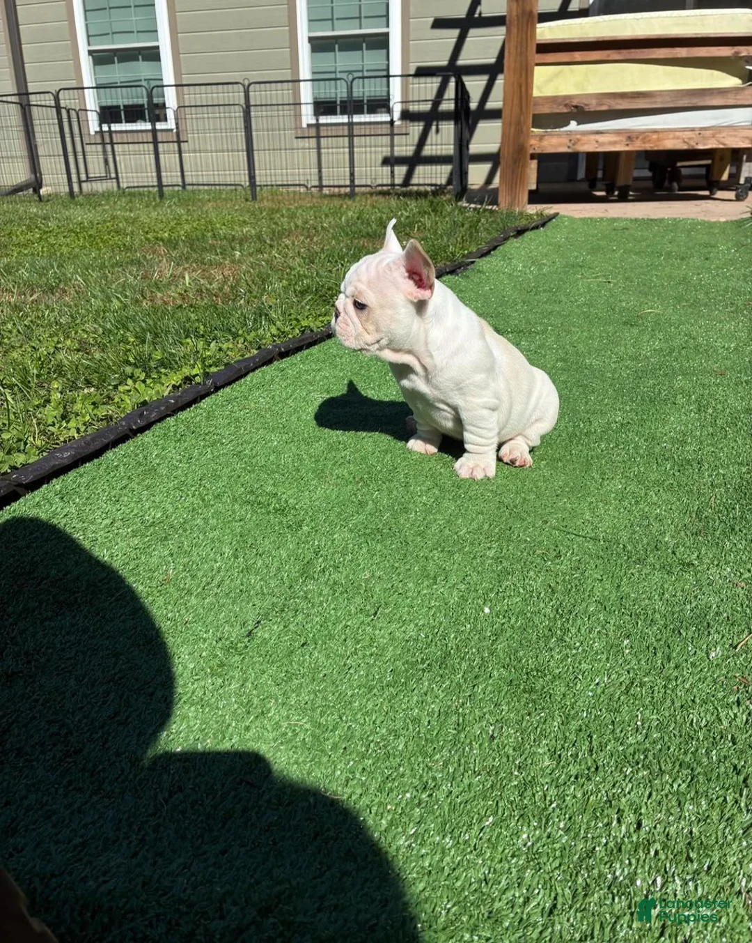 French Bulldog dogs for sale: Casper - Ad 2