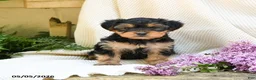 Yorkshire Terrier dogs for sale: Taffy - Ad 5