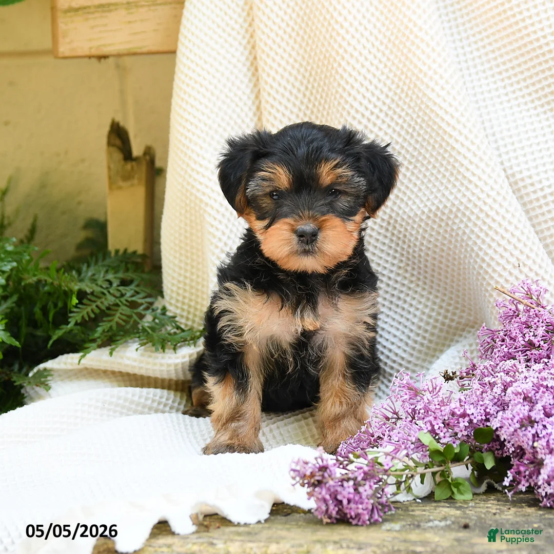 Yorkshire Terrier dogs for sale: Taffy - Ad 5