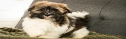 Havanese dogs for sale: Biscotti - Ad 3