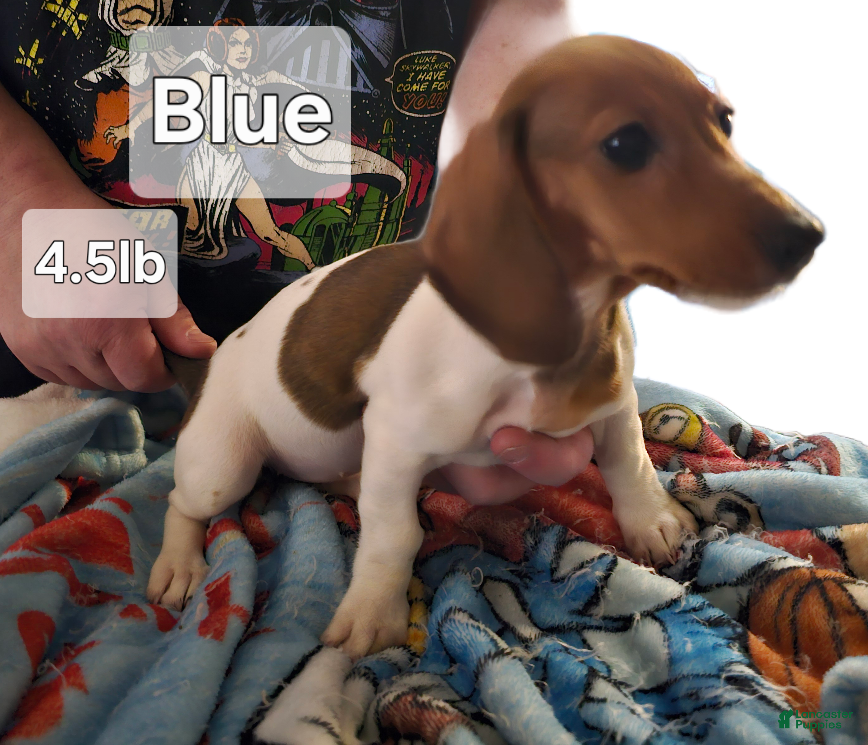 Miniature Dachshund dogs Miniature Dachshund Piebald (Blue) - Ad 14