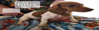 Miniature Dachshund Piebald (Blue)