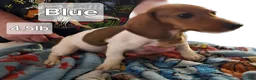 Miniature Dachshund dogs for sale: Miniature Dachshund Piebald (Blue) - Ad 1