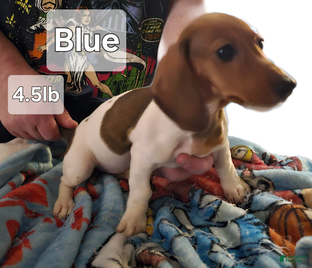 Miniature Dachshund dogs for sale: Miniature Dachshund Piebald (Blue) - Ad 1