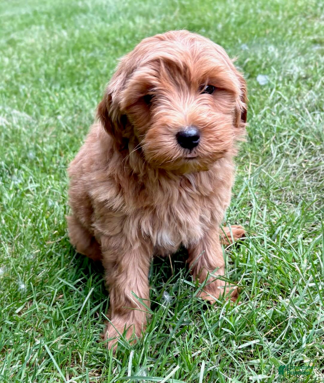 Yorkiepoo dogs for sale: Yorkiepoo Nova (Female) - Ad 3