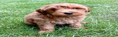 Yorkiepoo Nova (Female)