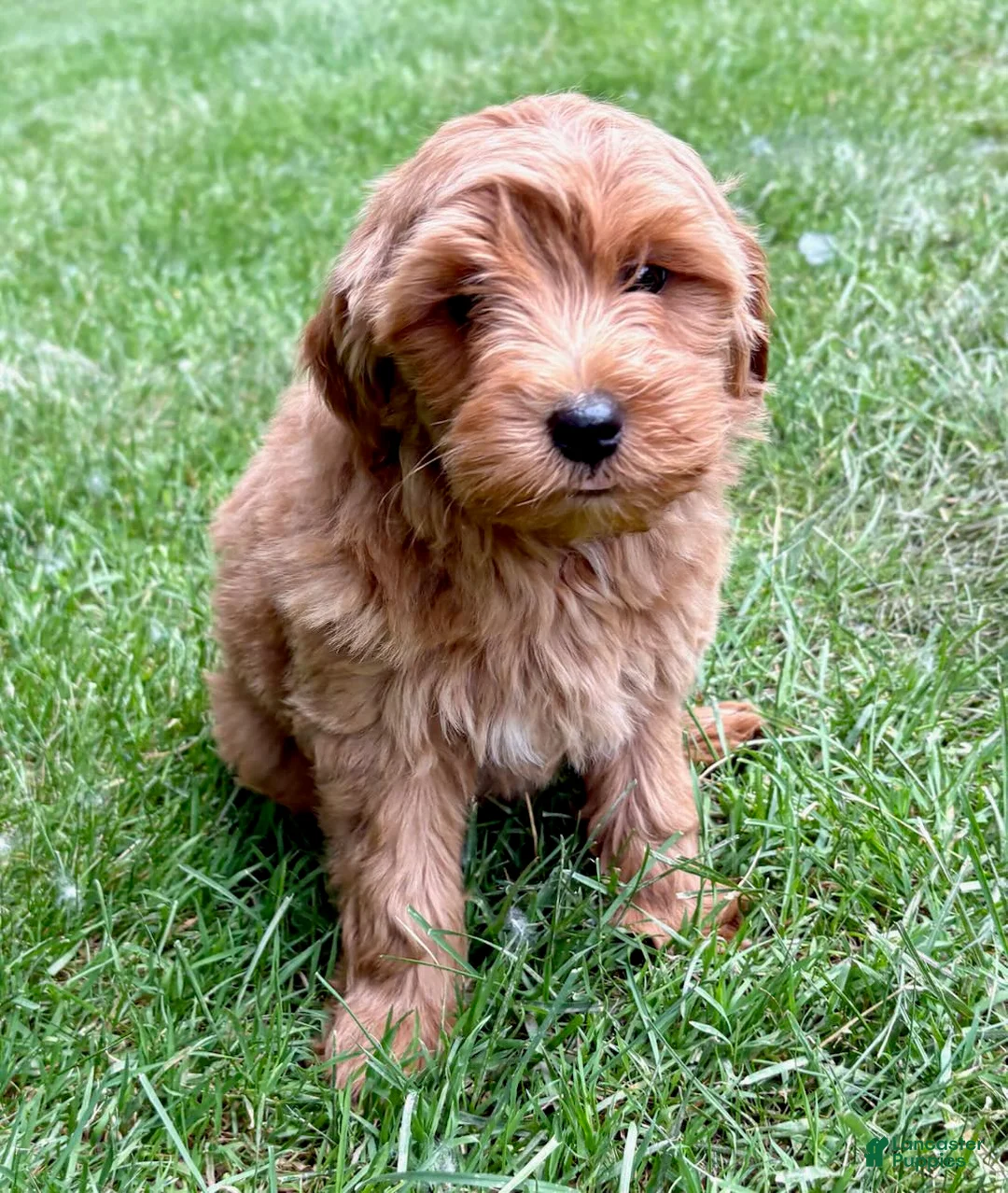 Yorkiepoo dogs for sale: Yorkiepoo Nova (Female) - Ad 1