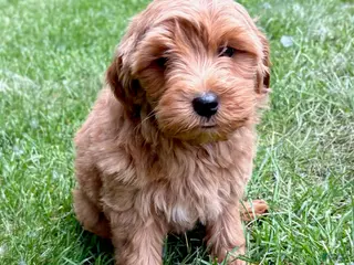 Yorkiepoo dogs for sale: Yorkiepoo Nova (Female) - Ad 3