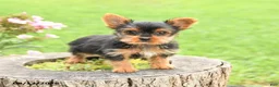 Yorkshire Terrier dogs for sale: Asher - Ad 3