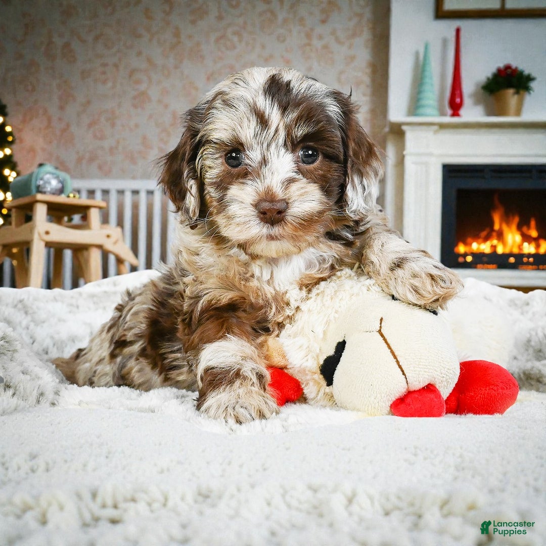 Cockapoo dogs for sale: dixie - Ad 6