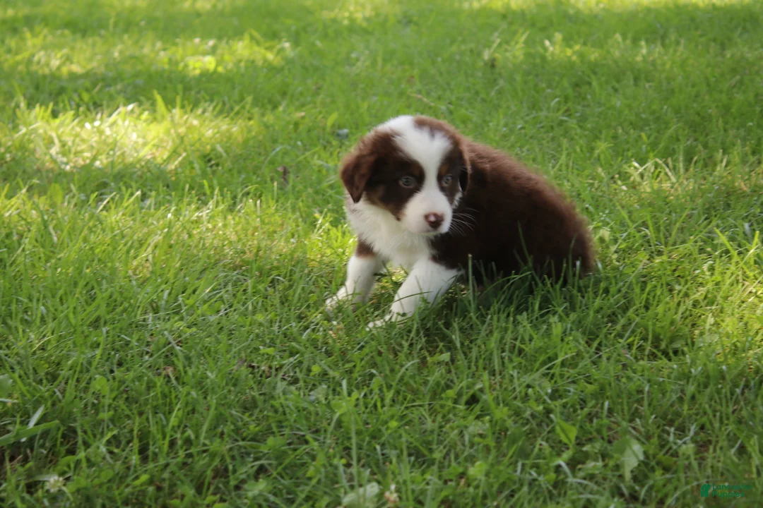 Australian Shepherd dogs for sale: Serena - Ad 2