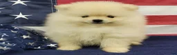 Pomeranian dogs for sale: Wrangler - Ad 2