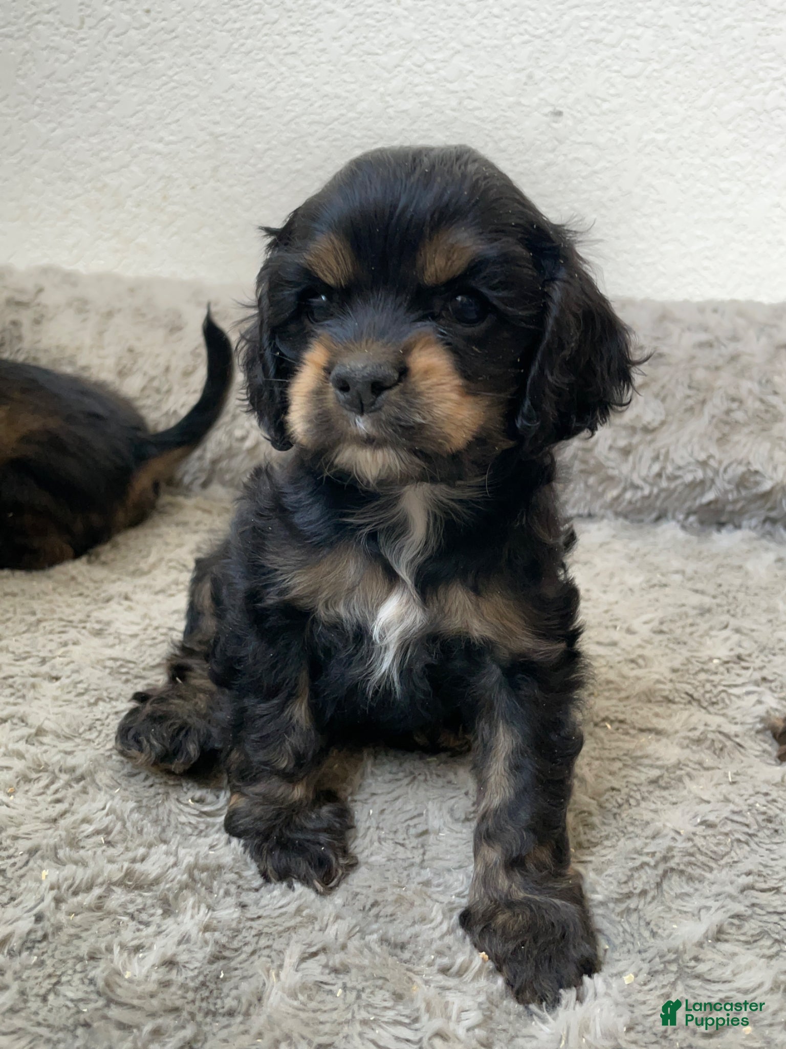 Cocker Spaniel dogs Holly - Ad 4