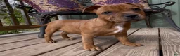 Staffordshire Bull Terrier dogs for sale: Tella - Ad 7