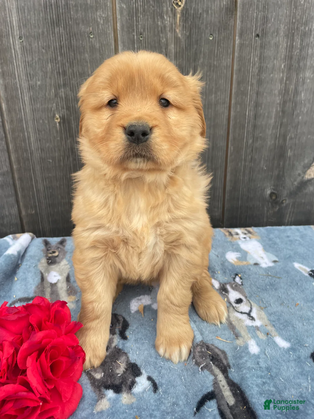 Golden Retriever dogs for sale: Lucy - Ad 1