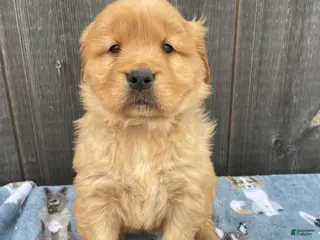 Golden Retriever dogs Lucy - Ad 4