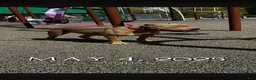 American Bully dogs for sale: Chanel - Ad 8