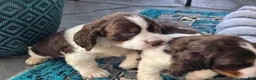 English Springer Spaniel dogs for sale: Max - Ad 6