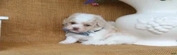 Toy Poodle dogs for sale: Dean - Ad 3