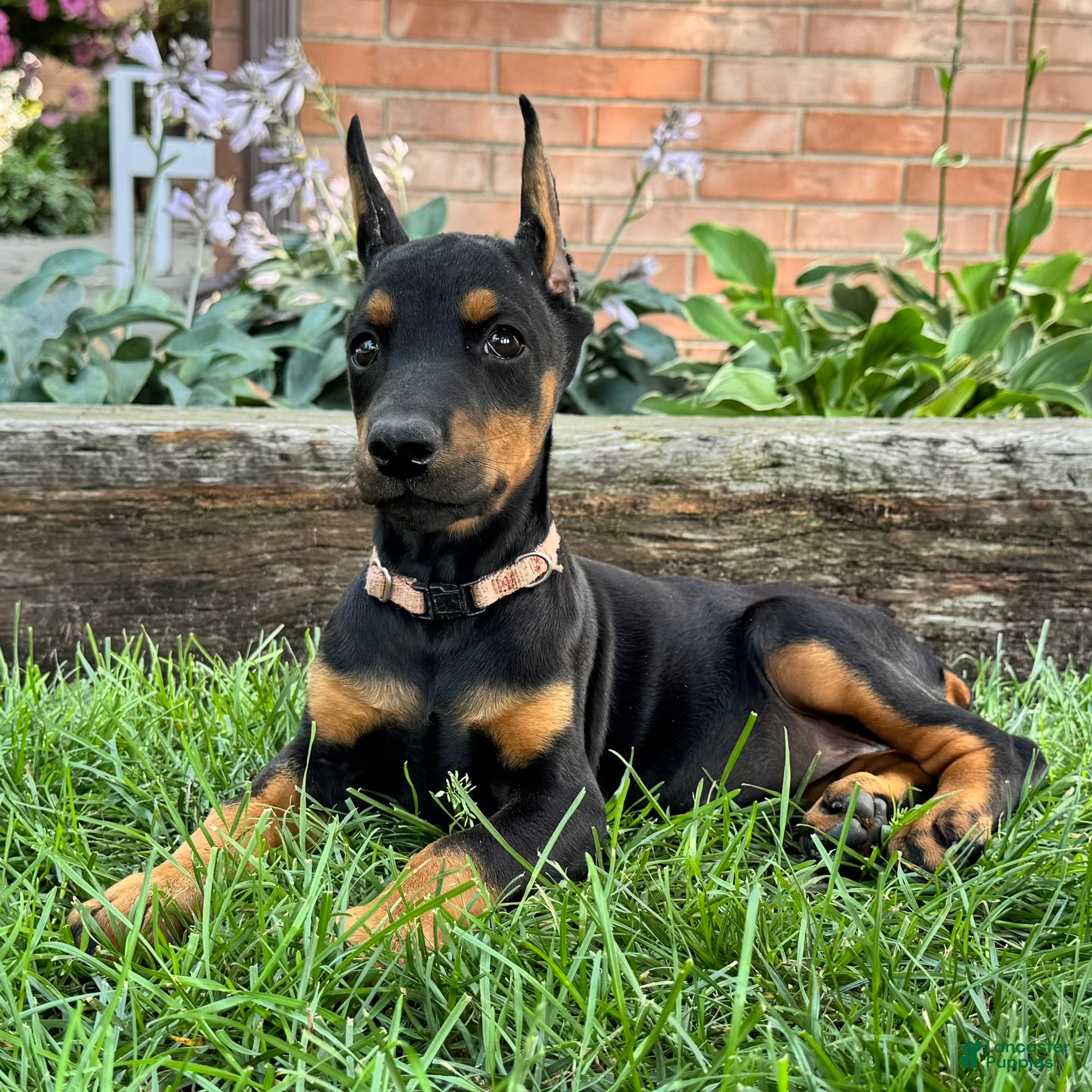 Doberman Pinscher dogs Arabelle - Ad 2