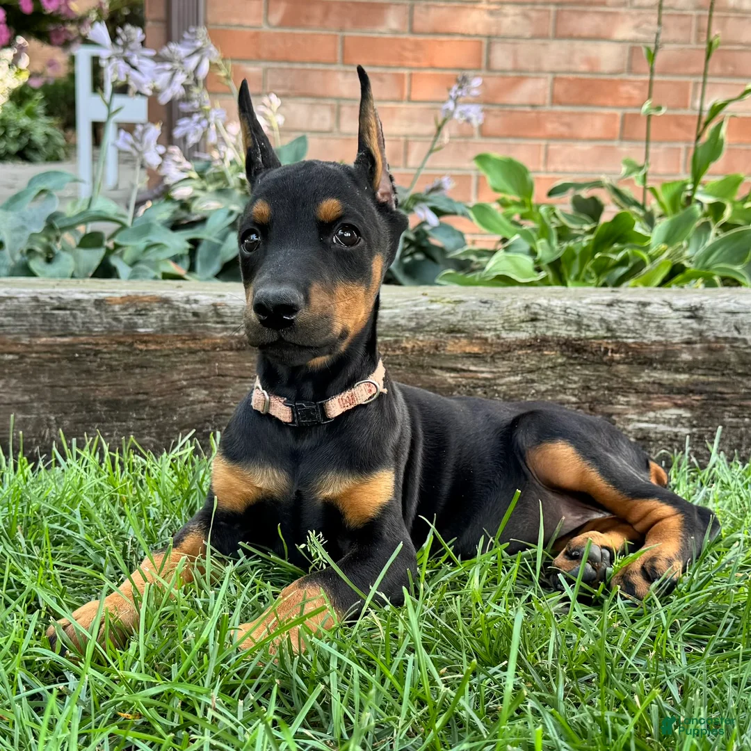 Doberman Pinscher dogs for sale: Arabelle - Ad 2