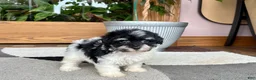 Havapoo dogs for sale: Havapoo girl 2 - Ad 11
