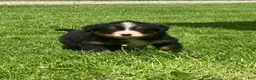 Bernese Mountain Dog dogs for sale: Cassie  - Ad 6