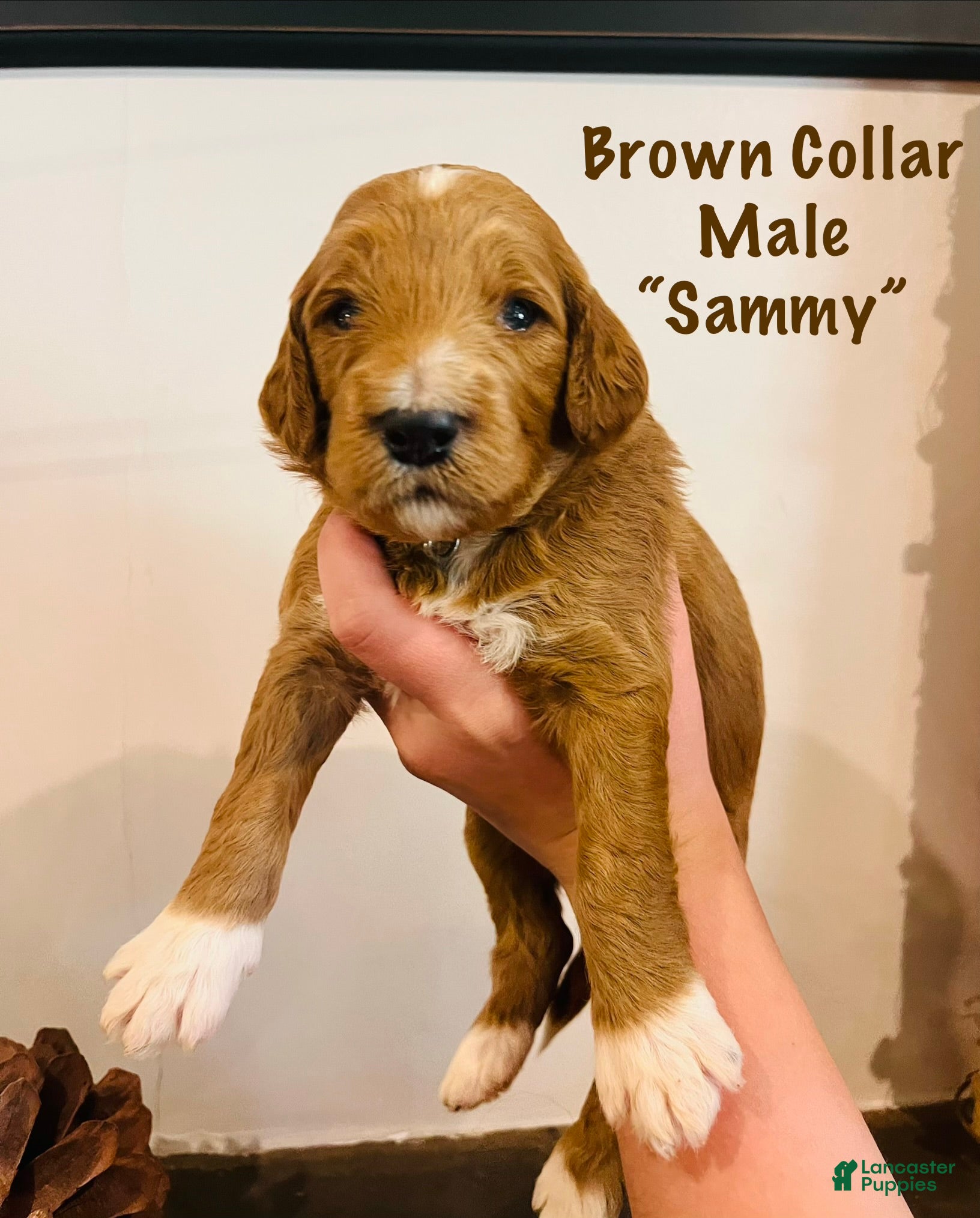 Irish Doodle dogs Burnt Orange Collar - “Sammy” - Ad 2