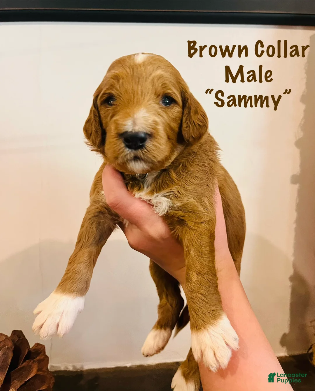 Irish Doodle dogs for sale: Burnt Orange Collar - “Sammy” - Ad 2