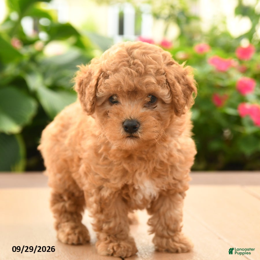 Toy Poodle dogs Teddy - Ad 2