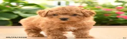 Toy Poodle dogs for sale: Teddy - Ad 2
