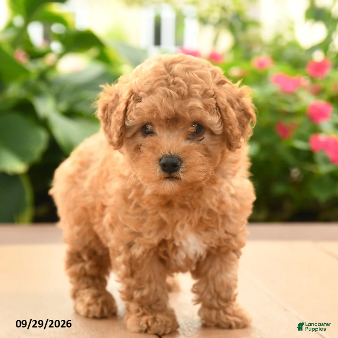 Toy Poodle dogs for sale: Teddy - Ad 2