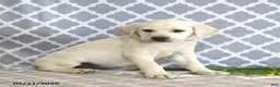Mixed Breed dogs for sale: Rebecca - Ad 3